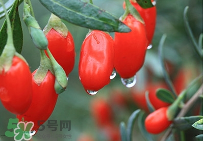 枸杞鮮果怎么保存？枸杞鮮果保鮮期有多久