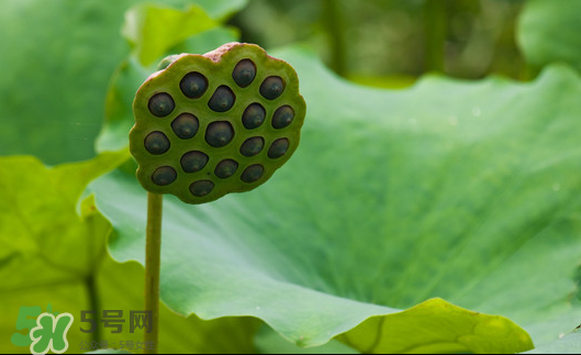 蓮蓬是荷花的什么？蓮蓬是什么意思？