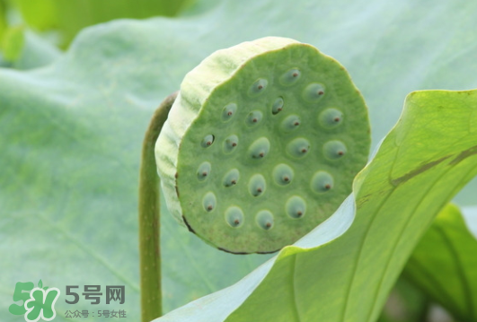 蓮蓬是荷花的什么？蓮蓬是什么意思？