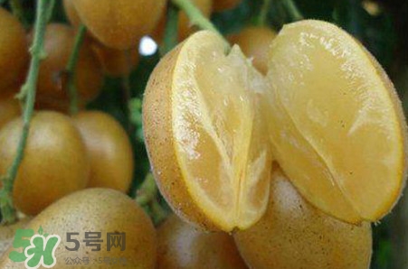 黃皮果品種有哪些？黃皮果哪個(gè)品種好吃