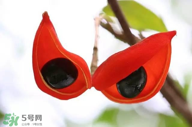 孕婦能吃蘋婆嗎？孕婦吃蘋婆對胎兒好嗎