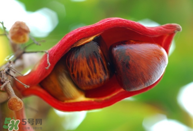蘋婆怎么吃？蘋婆的功效與作用