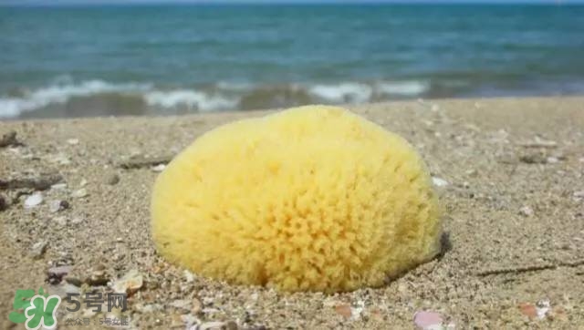 Rosenfeld海綿好用嗎？Rosenfeld海綿怎么樣？