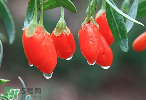 青海和寧夏枸杞哪個好？青海枸杞和寧夏枸杞的區(qū)別