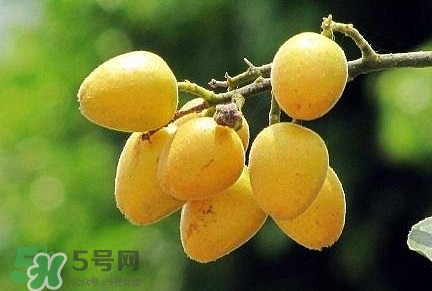 黃皮果品種有哪些？黃皮果哪個(gè)品種好吃