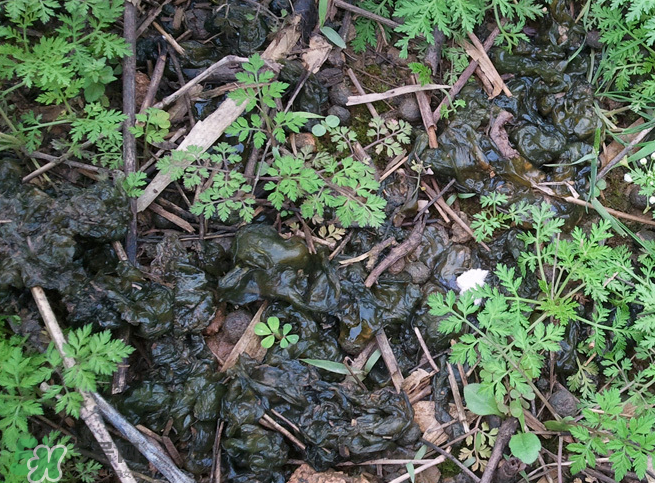 孕婦能吃地耳菜嗎？寶寶能吃地耳菜嗎？