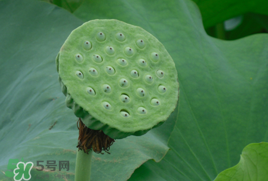 蓮蓬和蓮藕一樣嗎？蓮蓬和蓮藕的區(qū)別