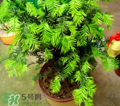 紅豆杉怎么養(yǎng)植？紅豆杉的養(yǎng)殖方法和注意事項(xiàng)