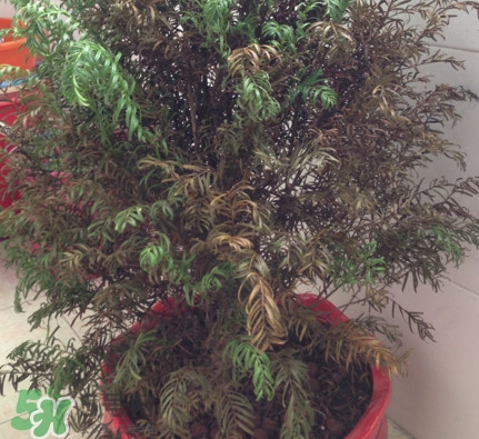 紅豆杉葉子干枯要怎么做？紅豆杉枯萎救治方法
