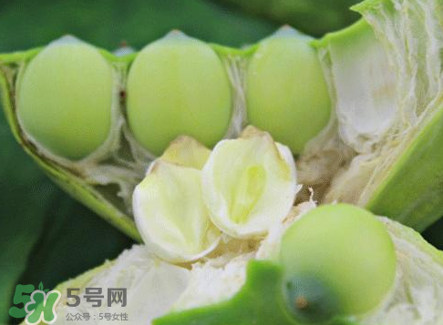 新鮮蓮蓬怎么吃？新鮮蓮蓬的吃法