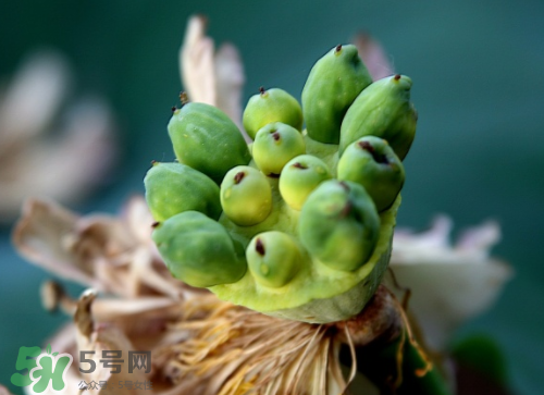 新鮮蓮蓬孕婦能吃嗎？孕婦可以吃新鮮蓮蓬嗎？