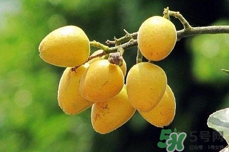 孕婦可以吃黃皮嗎？孕婦吃黃皮有什么好處