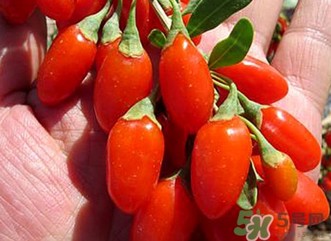 如何辨別枸杞是否新鮮？鮮枸杞可以直接食用嗎