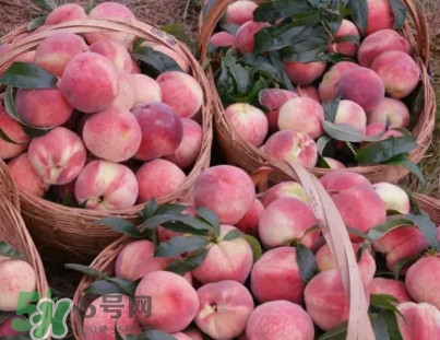 脆桃和軟桃哪個好吃？脆桃跟軟桃有什么區(qū)別？