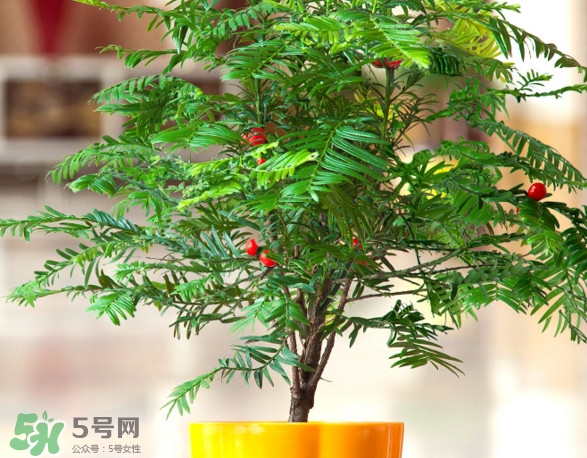紅豆杉怎么養(yǎng)植？紅豆杉的養(yǎng)殖方法和注意事項(xiàng)