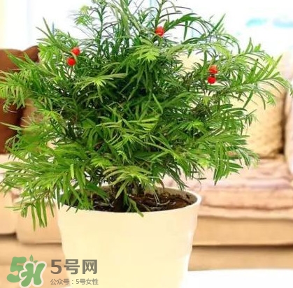 紅豆杉怎么養(yǎng)植？紅豆杉的養(yǎng)殖方法和注意事項(xiàng)