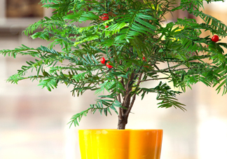 紅豆杉怎么養(yǎng)植？紅豆杉的養(yǎng)殖方法和注意事項(xiàng)