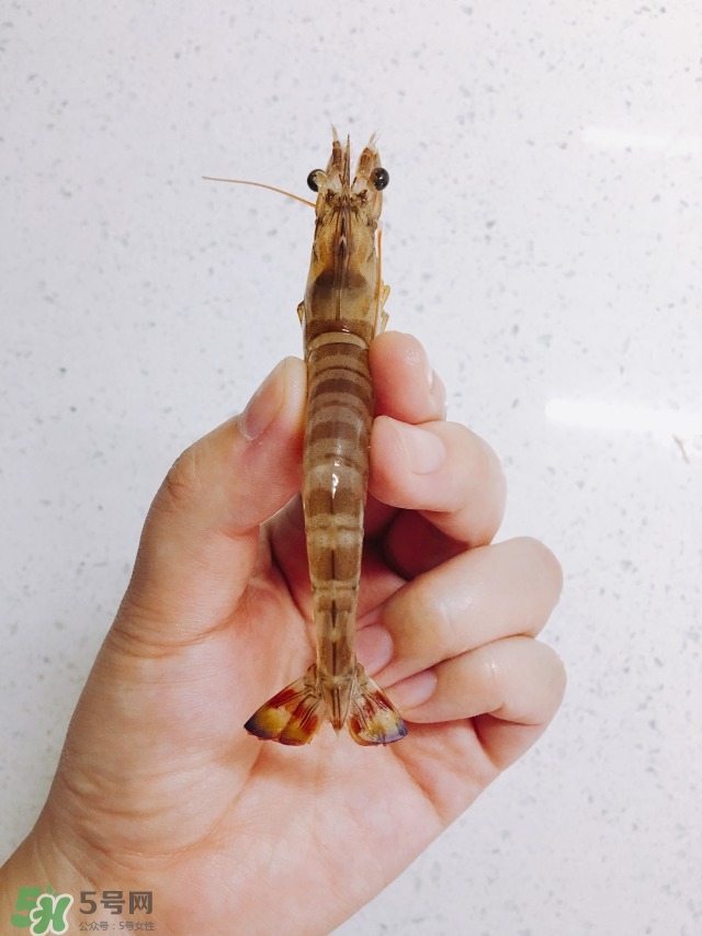 活基圍蝦怎么保存？活基圍蝦怎么處理干凈？