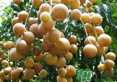 山黃皮就是黃皮果嗎？山黃皮和黃皮果的區(qū)別