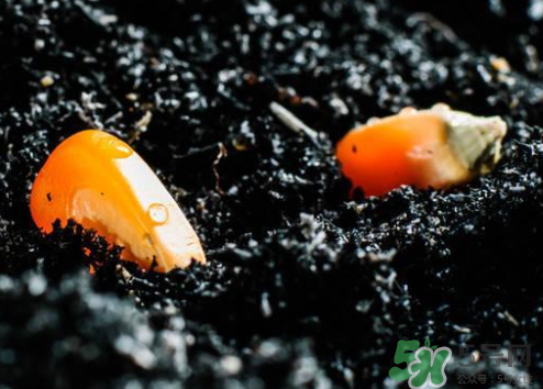 冰糖玉米種子哪里有賣？冰糖玉米種子的銷售地