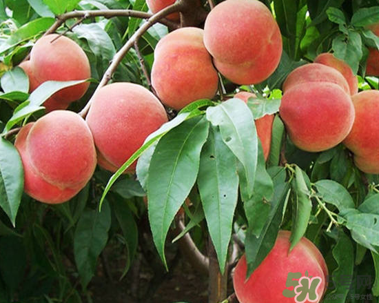玉米和桃子能一起吃？桃子可以和玉米一起吃嗎？