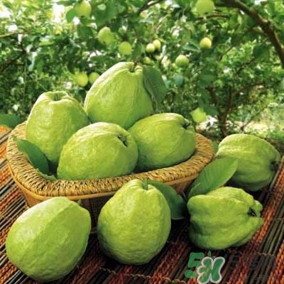 哺乳期可以吃番石榴嗎？哺乳期不能吃什么？