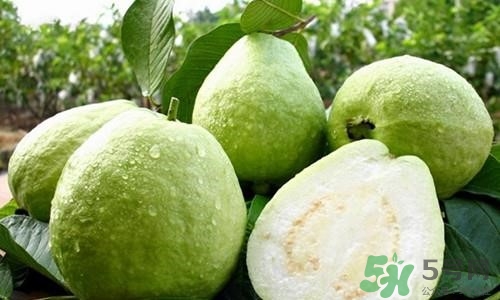 孕婦可以吃番石榴嗎？孕婦吃番石榴對(duì)胎兒好嗎？