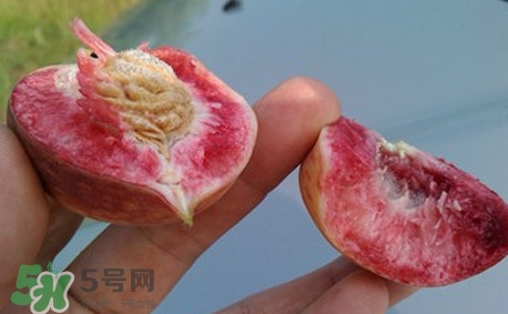 中華血桃什么時(shí)候成熟？中華血桃產(chǎn)地在哪兒