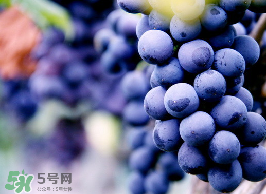 夏黑葡萄幾月成熟？夏黑葡萄幾月份上市？