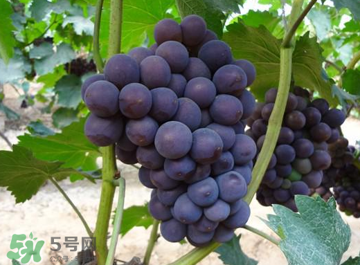 夏黑葡萄多少錢(qián)一斤？夏黑葡萄怎么挑選？