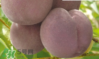 黑桃是什么水果？吃黑桃有什么好處？