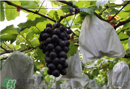 夏黑葡萄怎么洗？夏黑葡萄怎么洗才干凈？