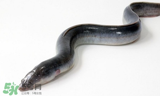 鰻魚有刺嗎？鰻魚有鱗嗎？