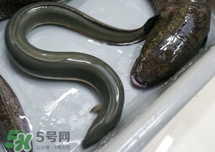 鰻魚是鱔魚嗎？鰻魚是白鱔嗎