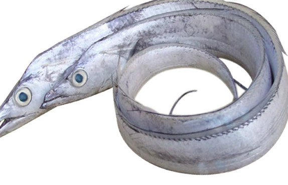 鰻魚(yú)是帶魚(yú)嗎？鰻魚(yú)和帶魚(yú)有什么區(qū)別