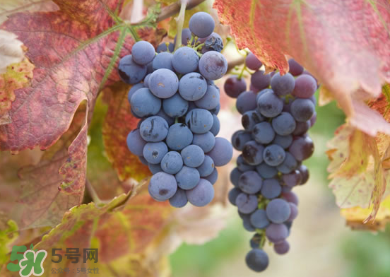 玫瑰香葡萄孕婦能吃嗎？孕婦可以吃玫瑰香葡萄嗎？