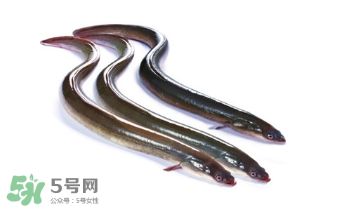海鰻和河鰻哪個(gè)好吃？如何區(qū)分河鰻與海鰻
