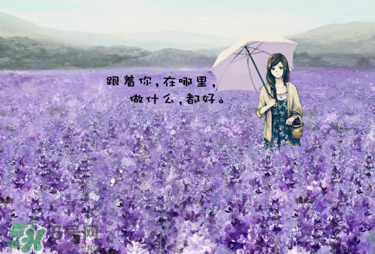 七月份還有薰衣草嗎？7月份還有薰衣草嗎？
