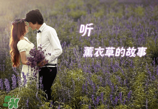 七月份還有薰衣草嗎？7月份還有薰衣草嗎？