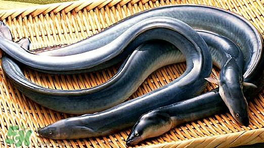 鰻魚有刺嗎？鰻魚有鱗嗎？