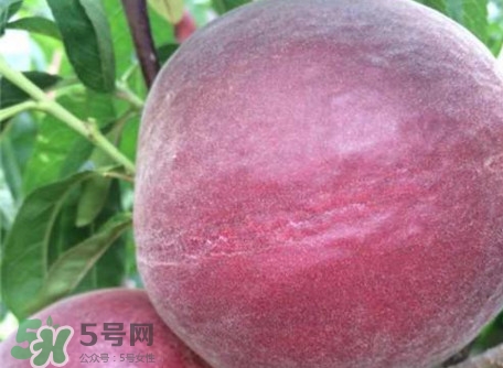 黑桃是什么水果？吃黑桃有什么好處？