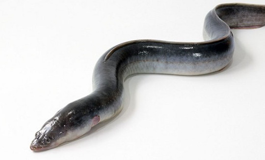 鰻魚(yú)是帶魚(yú)嗎？鰻魚(yú)和帶魚(yú)有什么區(qū)別