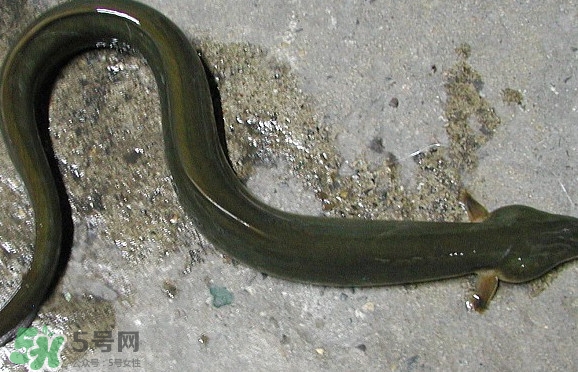 鰻魚是海鮮嗎？鰻魚是海魚嗎