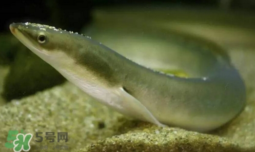 鰻魚是鱔魚嗎？鰻魚是白鱔嗎