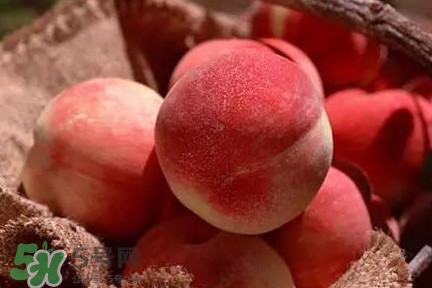 中華血桃什么時(shí)候成熟？中華血桃產(chǎn)地在哪兒