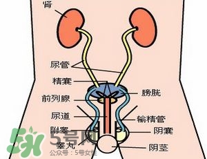腎結石怎么治最好？腎結石的醫(yī)治方法