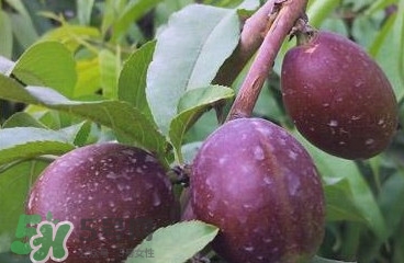 黑桃是什么水果？吃黑桃有什么好處？