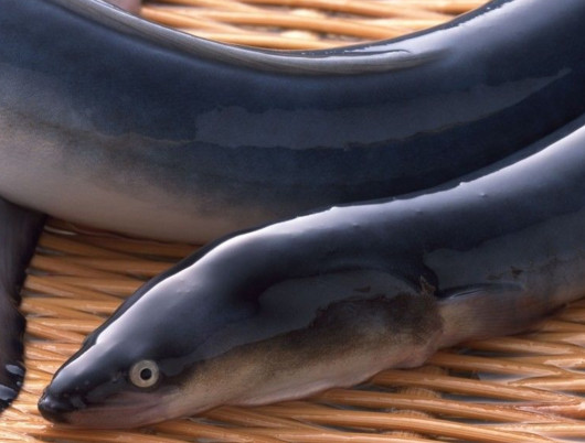 鰻魚(yú)是帶魚(yú)嗎？鰻魚(yú)和帶魚(yú)有什么區(qū)別