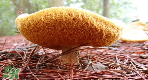 猴頭菇怎樣吃治胃?。亢镱^菇能治胃病嗎？