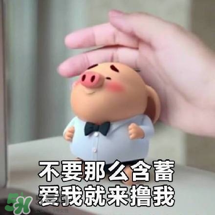 豬小屁表情包是什么？豬小屁表情包為什么這么火？